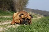 BULLMASTIFF 420